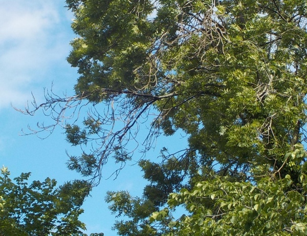 Example of ash dieback disease