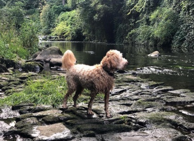 Dean, our labradoodle mascot
